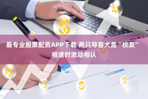 最专业股票配资APP下载 两只导盲犬是“校友” 相逢时激动相认