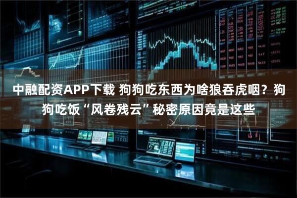 中融配资APP下载 狗狗吃东西为啥狼吞虎咽？狗狗吃饭“风卷残云”秘密原因竟是这些
